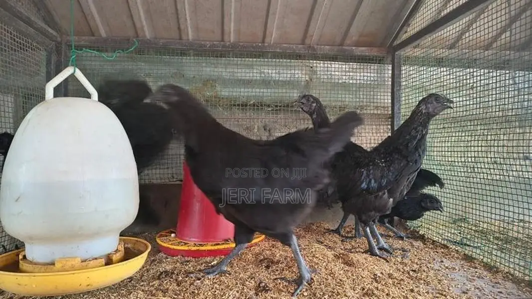கருங்கோழி சோடி
