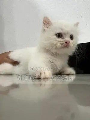 White Persian Kitten