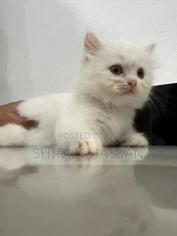 White Persian Kitten