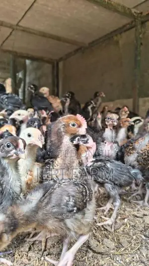 ஒரு மாத ஊர் குஞ்சு