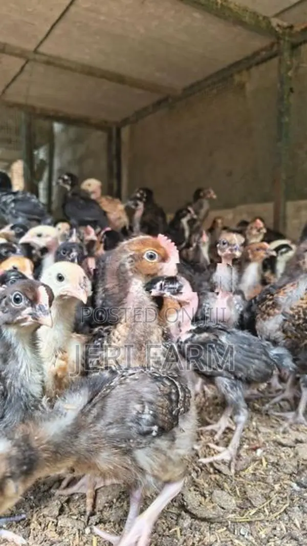 ஒரு மாத ஊர் குஞ்சு