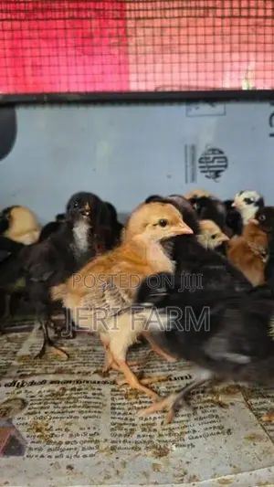 Country Chicken