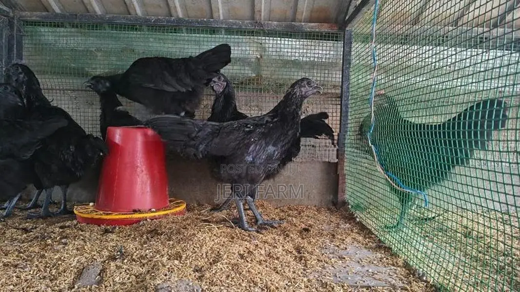 கருங்கோழி சோடி
