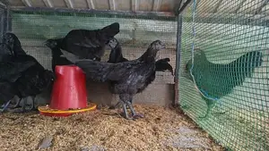 கருங்கோழி சோடி