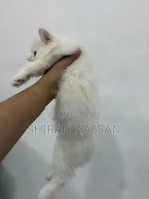 White Persian Kitten