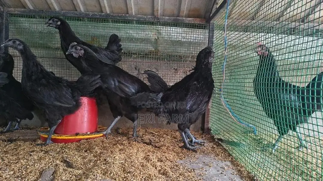 கருங்கோழி சோடி