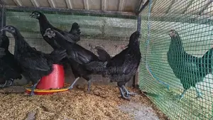 கருங்கோழி சோடி