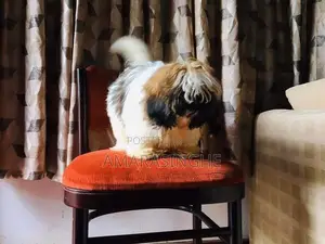 Shih Tzu Male Puppy