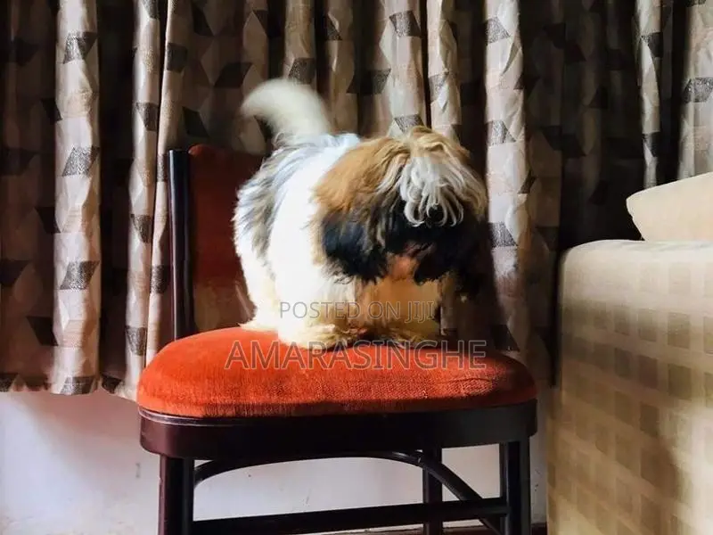 Shih Tzu Male Puppy