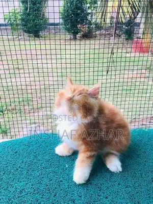 Maine Coon Kitten