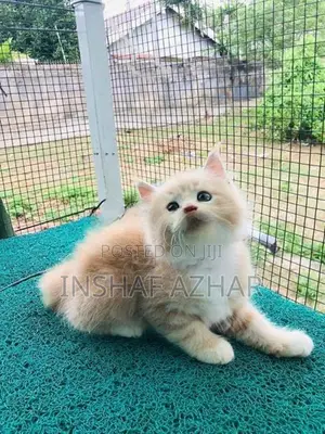 Maine Coon Kitten
