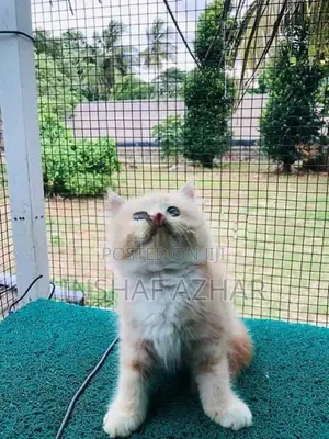 Maine Coon Kitten