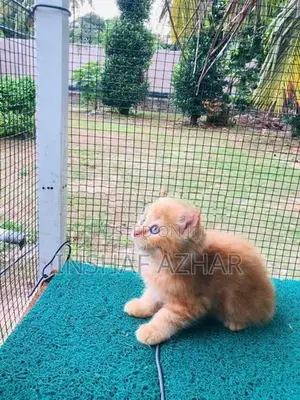 Maine Coon Kitten