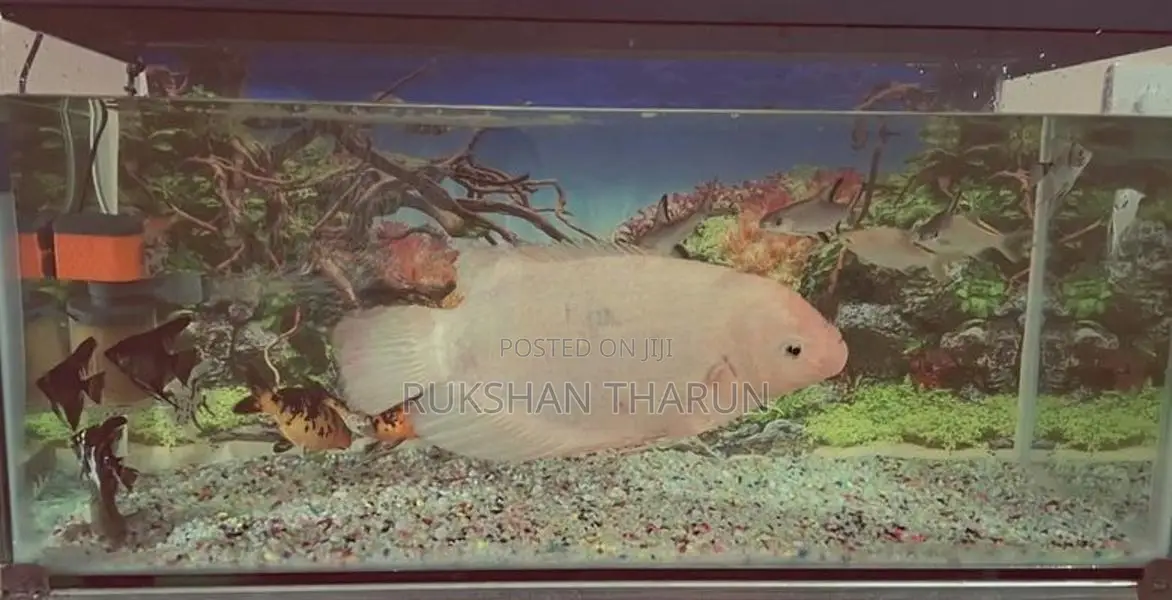 Gurami Fish