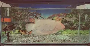 Gurami Fish
