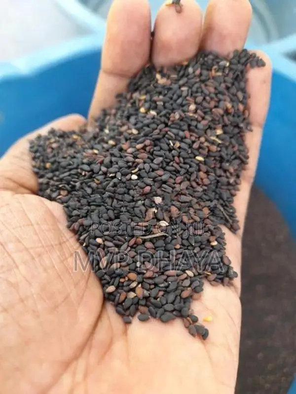 Sesame Seeds