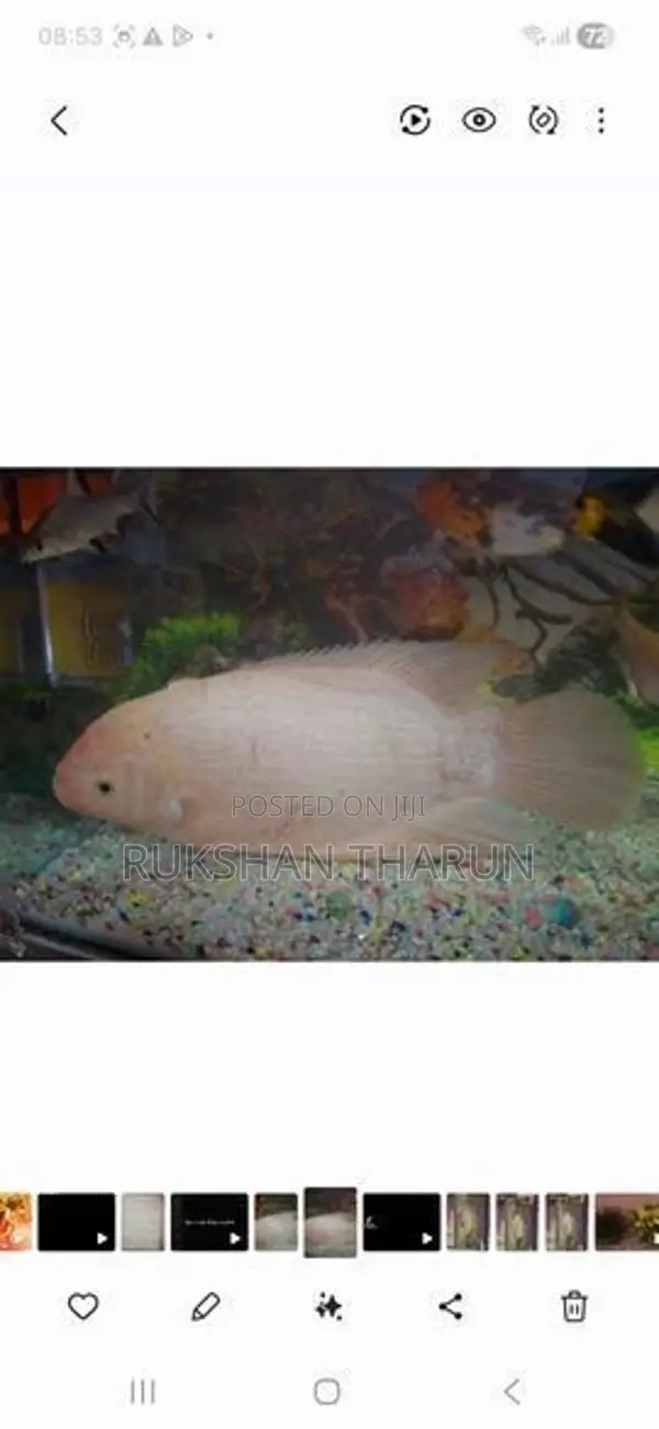 Gurami Fish