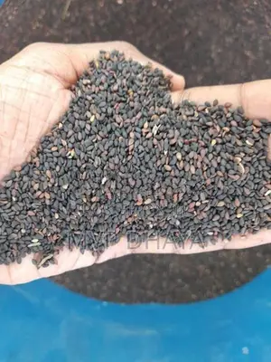Sesame Seeds