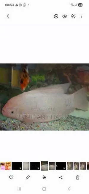 Gurami Fish