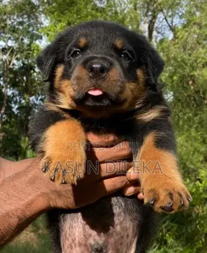 Rottweiler Male Puppy