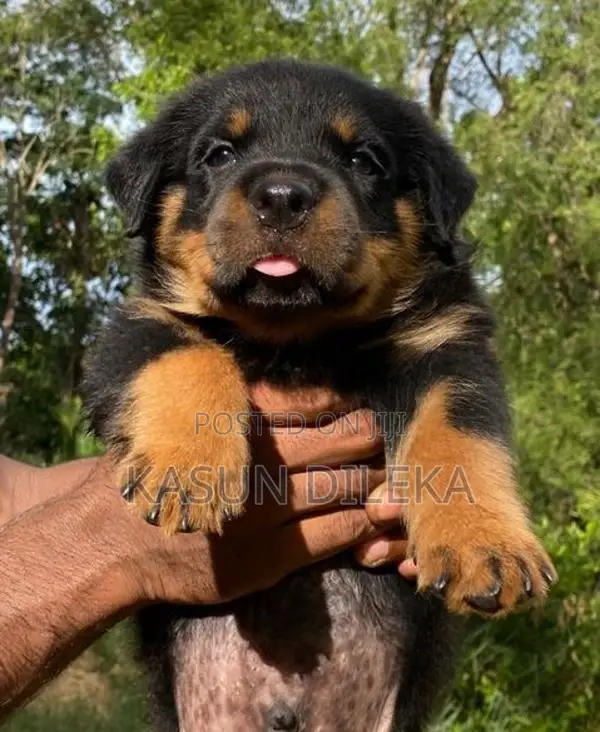 Rottweiler Male Puppy