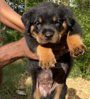 Rottweiler Male Puppy