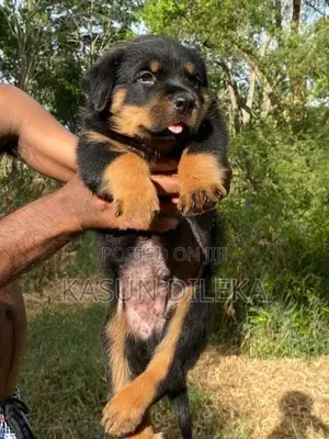 Rottweiler Male Puppy