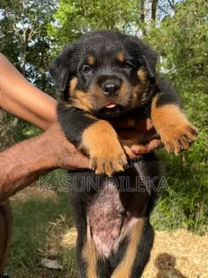 Rottweiler Male Puppy