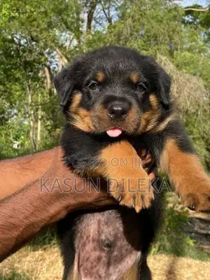 Rottweiler Male Puppy