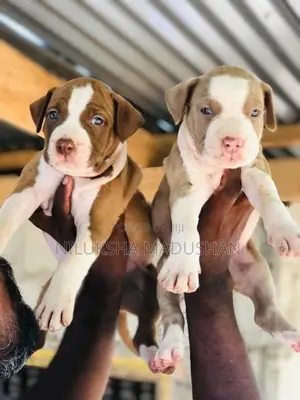 American Bully Xl Puppy