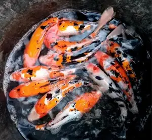 Carp Fish