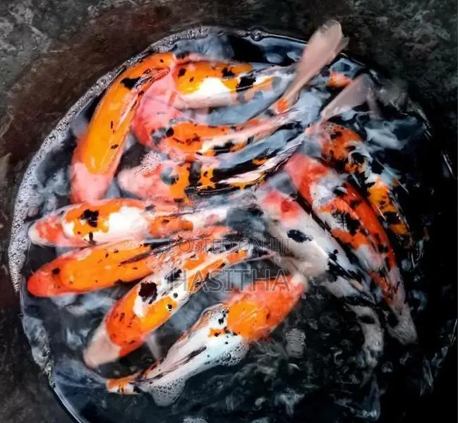 Carp Fish