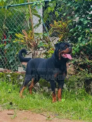 Rottweiler Male Dog