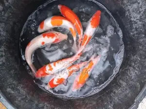 Carp Fish