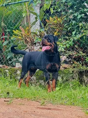 Rottweiler Male Dog