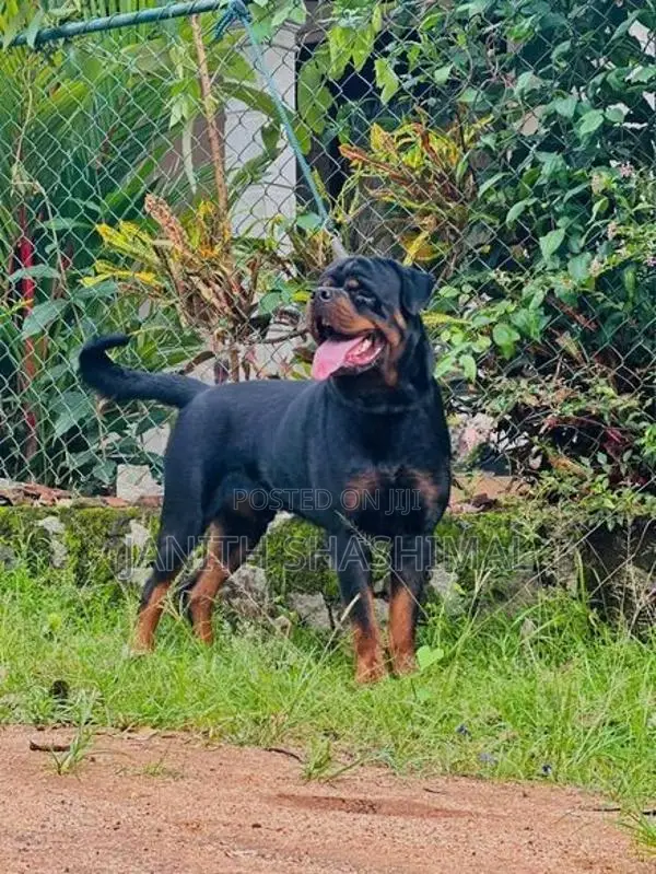 Rottweiler Male Dog