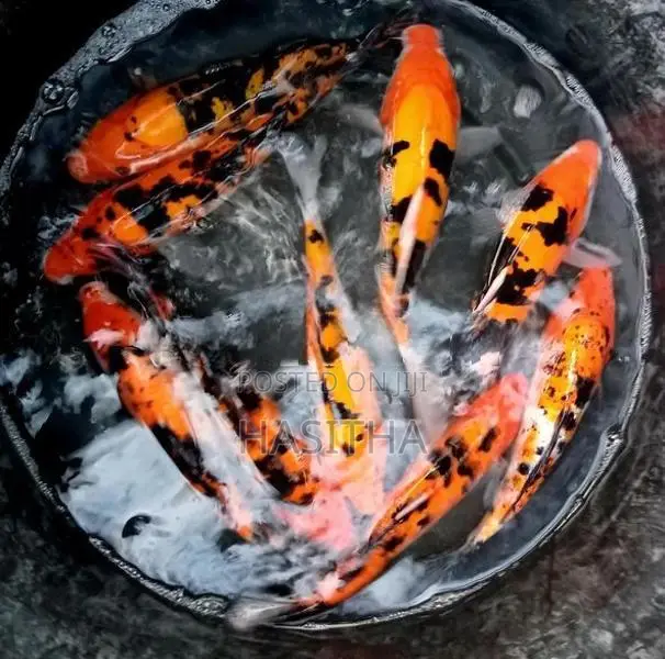 Carp Fish