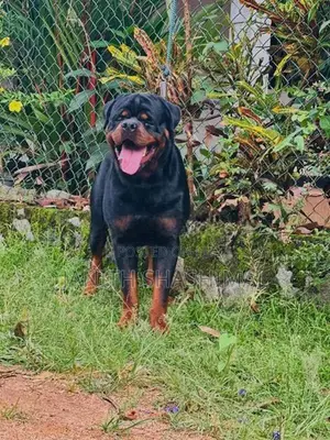 Rottweiler Male Dog