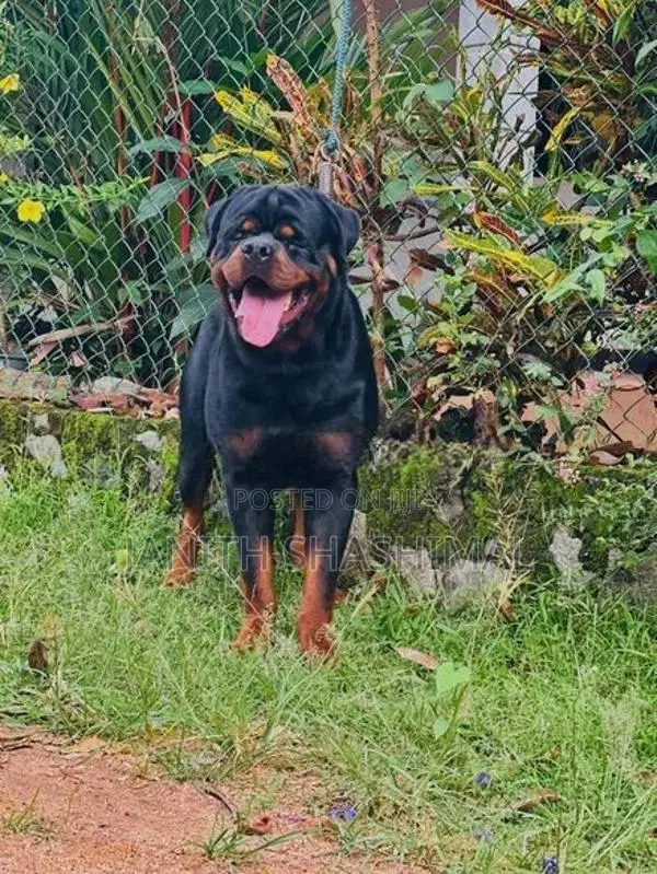 Rottweiler Male Dog