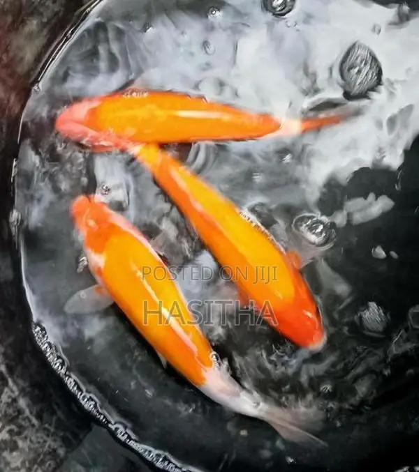 Carp Fish
