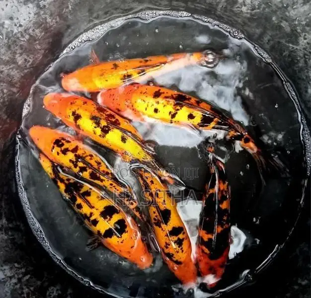 Carp Fish