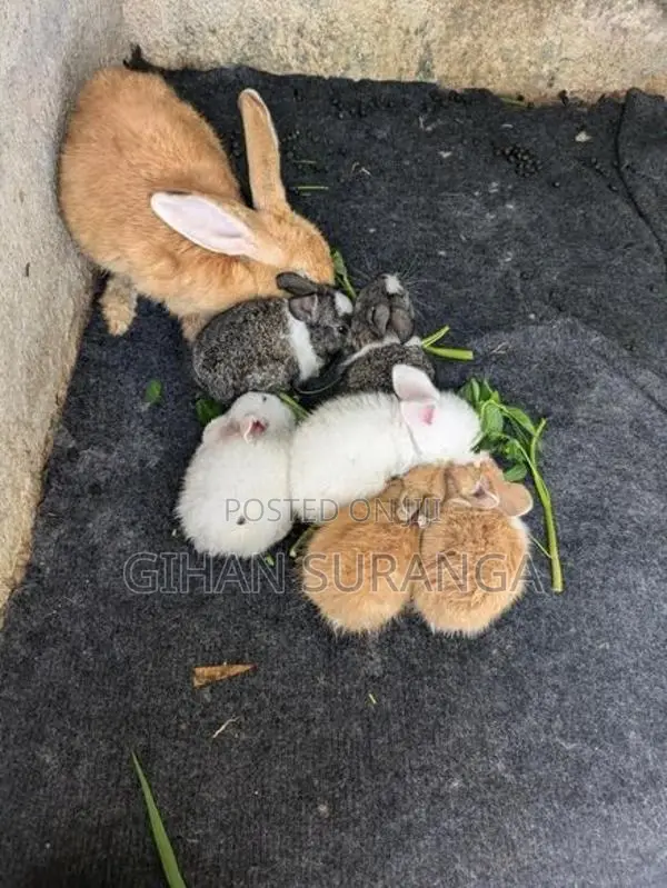 Rabbits