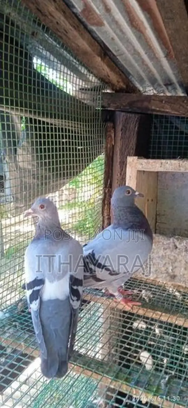 Racing Pigeon