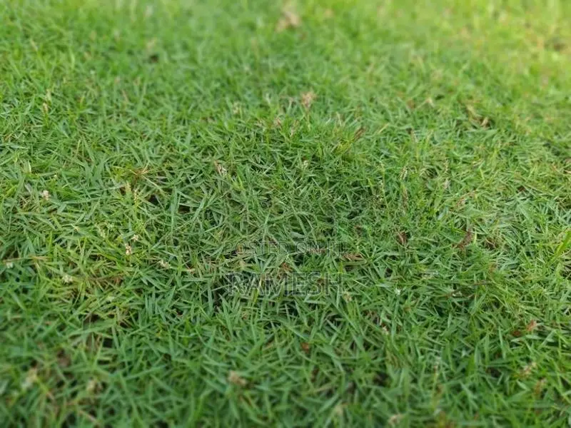 Australian Grass