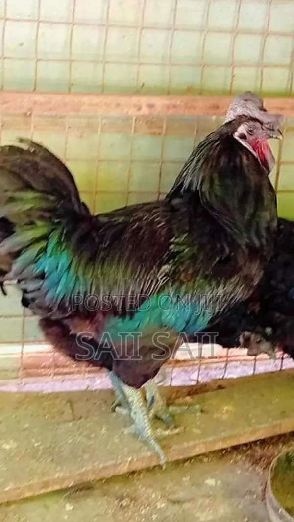 கருஞ்சேவல் கோழிகள்