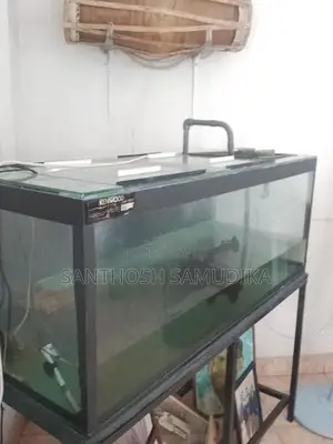Fish Tank with Accessories