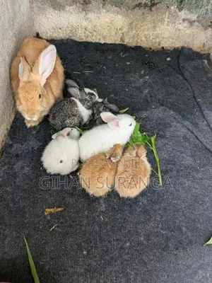 Rabbits