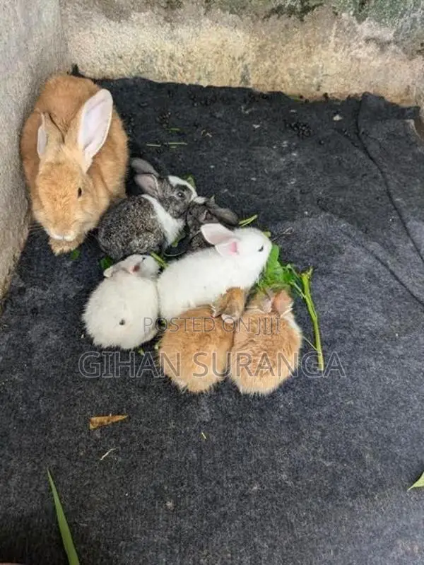 Rabbits