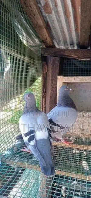 Racing Pigeon