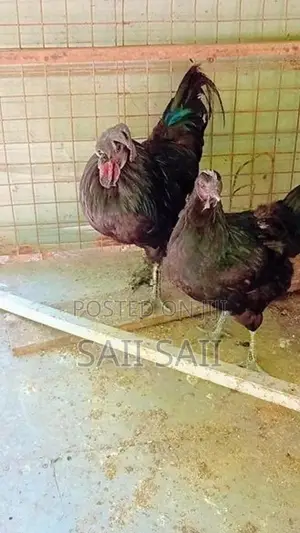 கருஞ்சேவல் கோழிகள்